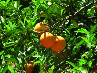 Orangenhain