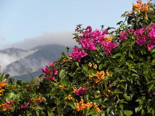 Berge und Blumen in San José