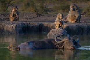 Tiere im Lake Mburo Nationalpark 