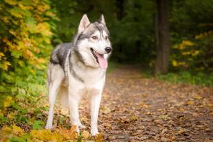 Husky im Wald in Lappland 