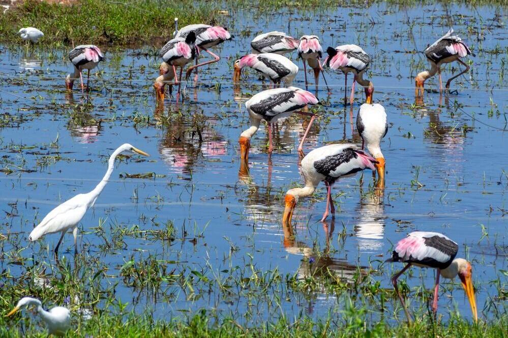 Udawalawe Nationalpark