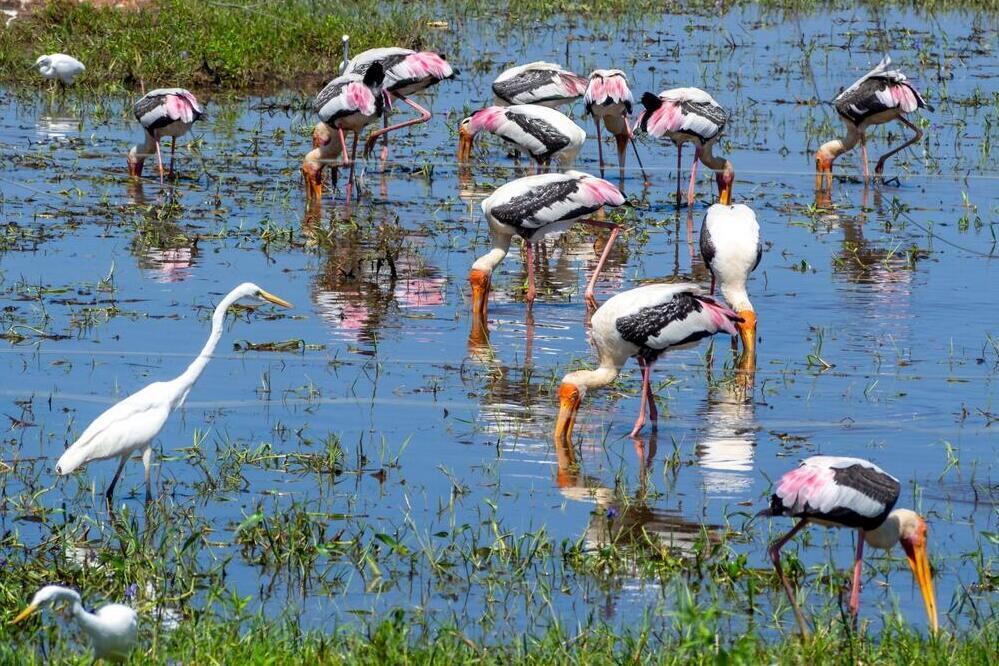 Udawalawe Nationalpark