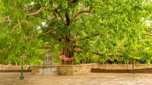Bodhi-Baum in Anuradhapura