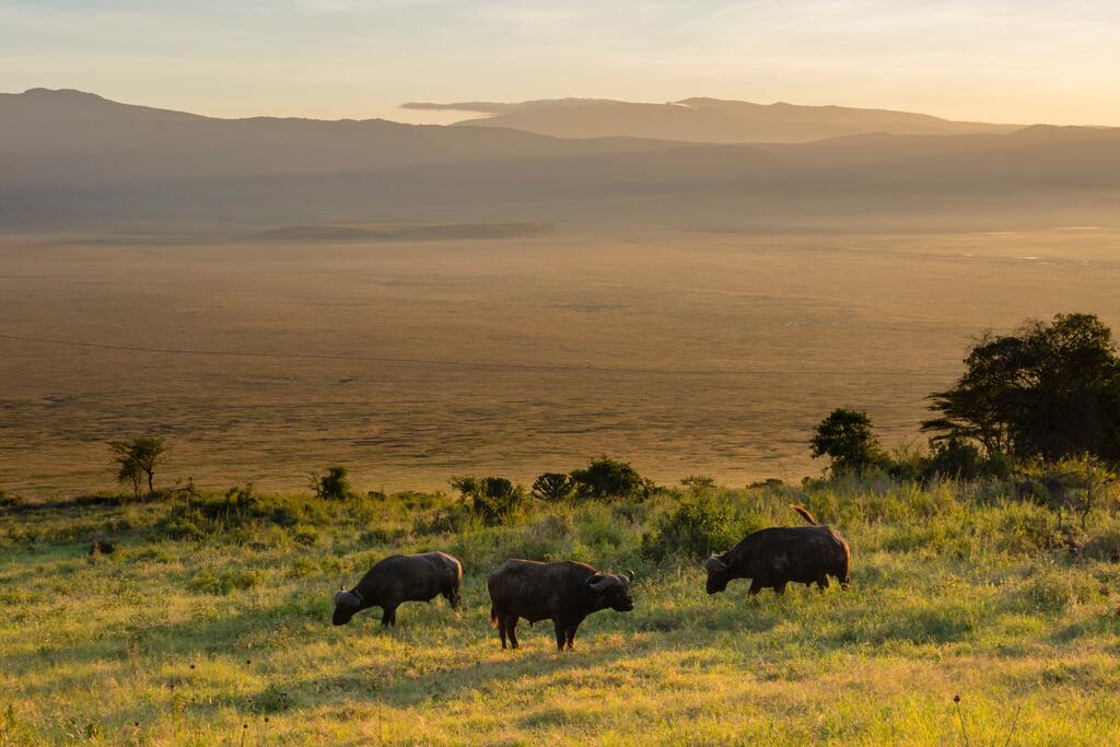 Büffel beim Weiden im Ngorongoro Krater 