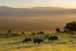 Büffel beim Weiden im Ngorongoro Krater
