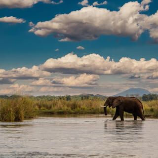 Elefant im Sambesi Fluss