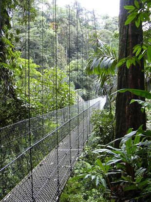 Hängebrücke im Monteverde Nationalpark
