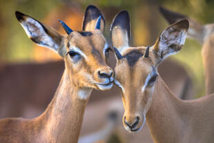 Impalas im Serengeti Nationalpark