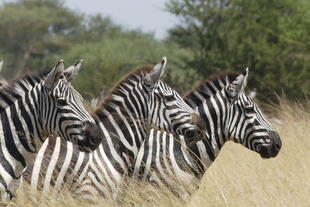 Kleine Zebraherde in Tansania 
