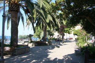Palmen an der Promenade