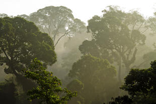 Regenwald in Sabah 
