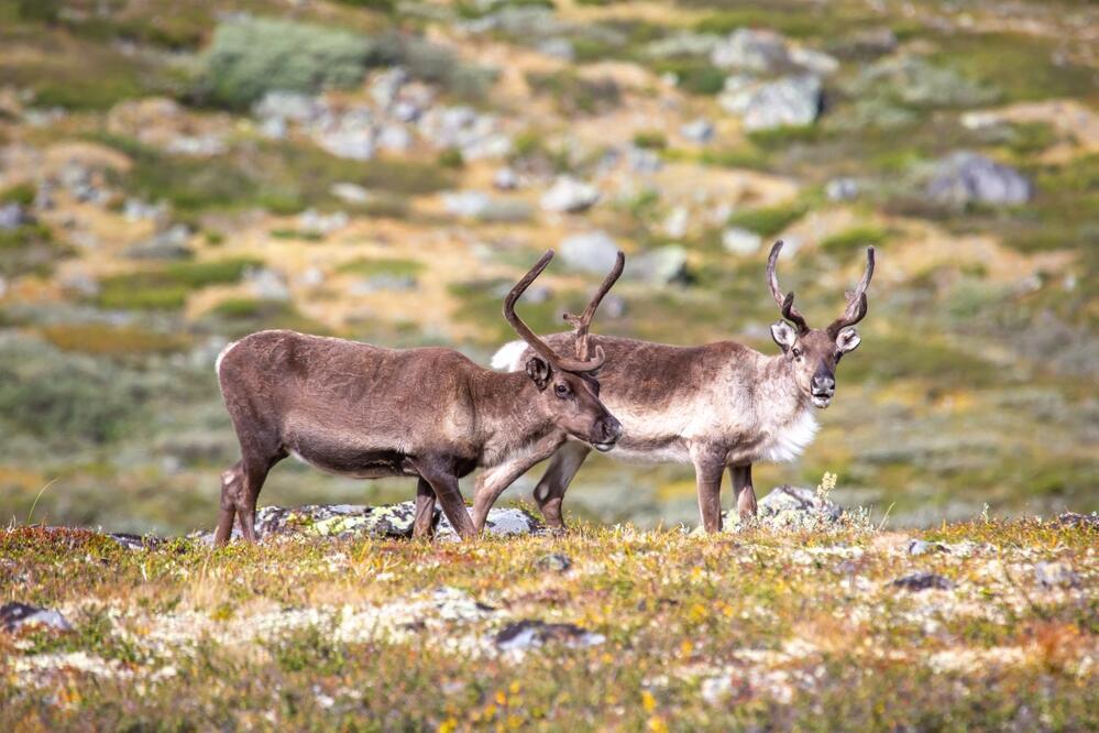 Rentiere in Lappland 