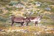 Rentiere in Lappland 
