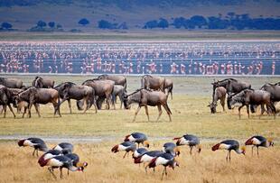 Tierherden am Lake Manyara Nationalpark