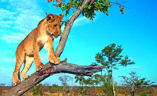Löwenjunges im Etosha Nationalpark