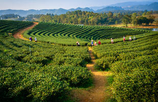Spaziergang durch die Teefelder 