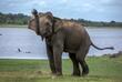 Elefant am Habarana See