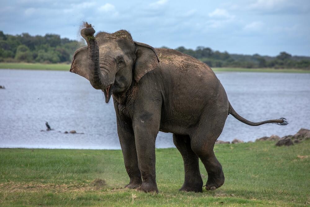 Elefant am Habarana See