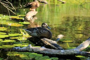 Ente sitzt auf einem Zweig auf dem Fluss Krutynia