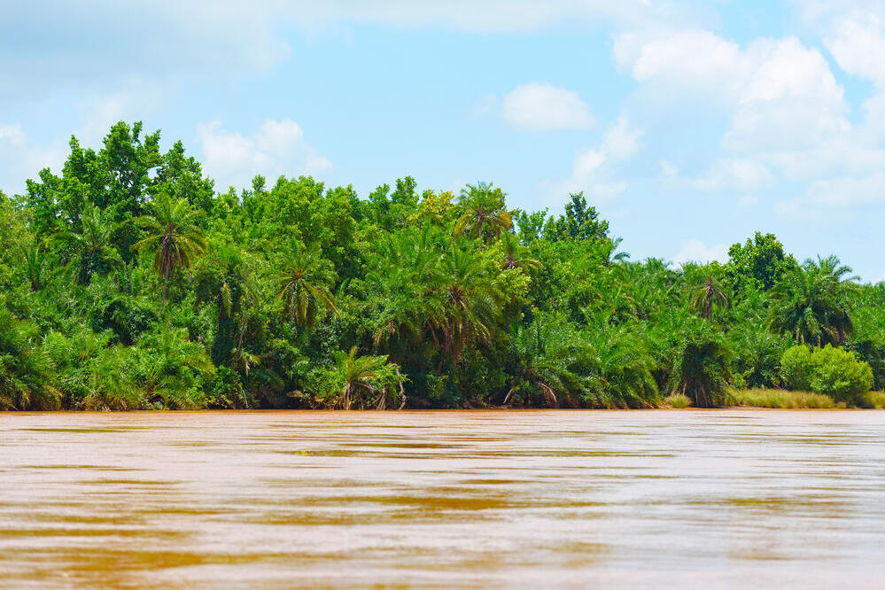 Mangrovenwald am Wami Fluss 