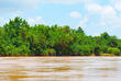 Mangrovenwald am Wami Fluss