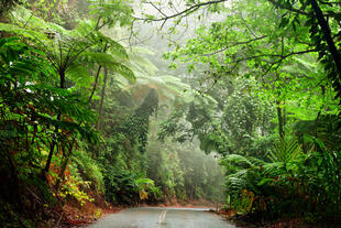 Daintree National Park 
