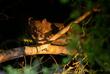 Fossa auf der Nachtpirsch