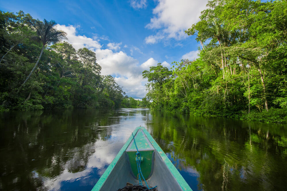 Dschungel des Amazonas