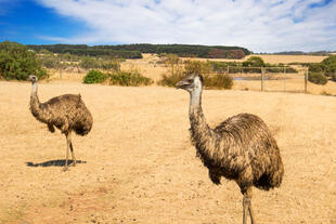 Emus im Wildlife Park 