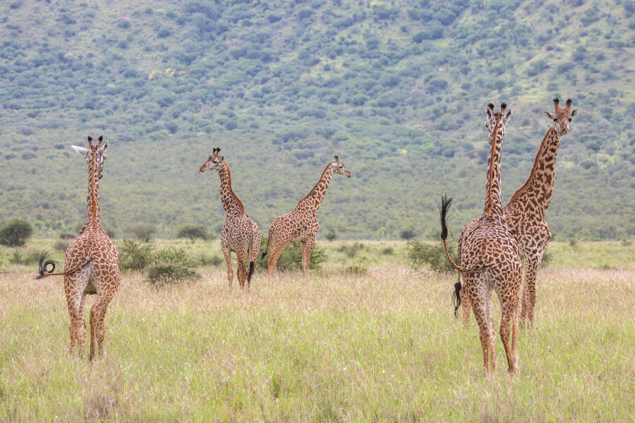 Giraffen im Mkomazi Nationalpark