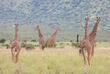 Giraffen im Mkomazi Nationalpark