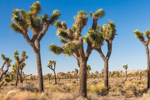 Joshua Tree Nationalpark 