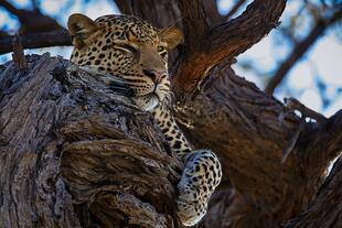 Leopard im Chobe Nationalpark