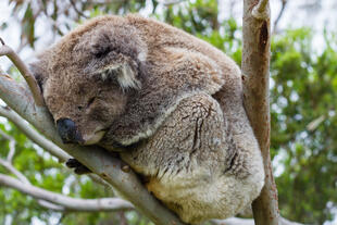 Schlafender Koala bei Cape Otway 
