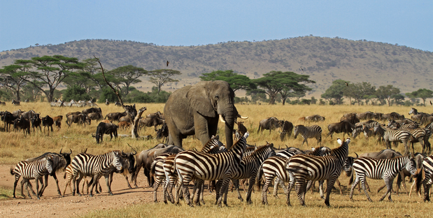 Serengeti-Nationalpark mit Gräsern und Tieren bei einer zweiwöchigen Tansania Rundreise