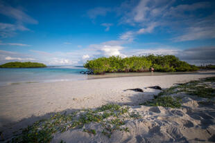 Tortuga Bay
