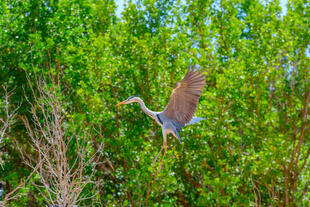 Vogel am Wami Fluss