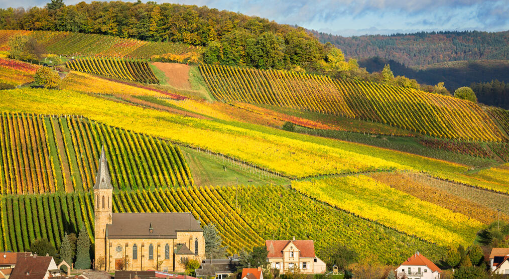 Weinfelder in der Pfalz