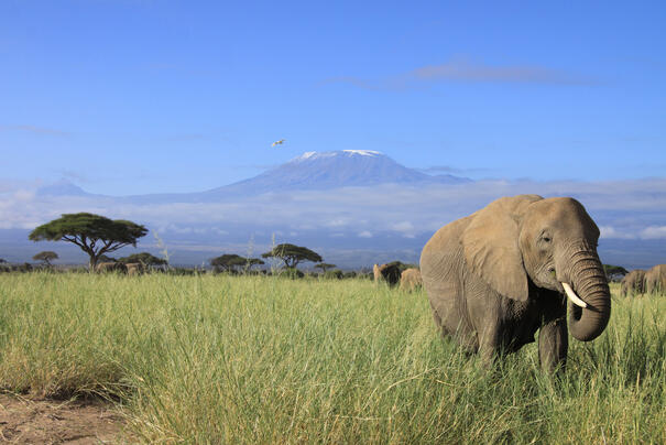 Elefant