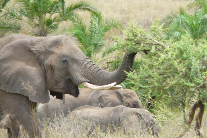 Elefanten im Serengeti Nationalpark