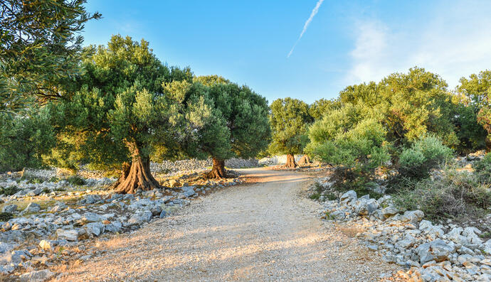 Olivenbäume Spanien