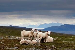 Schafe auf den Lofoten