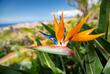 Strelitzia Blume in Quinta Vigia