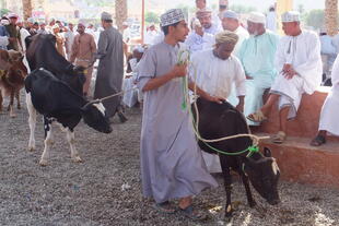 Viehmarkt in Nizwa