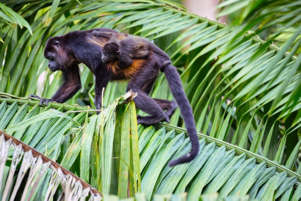 Brüllaffen im Cahuita Nationalpark