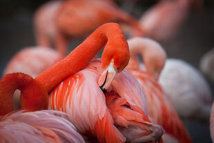 Flamingos im Nationalpark "Rio Lagartos"