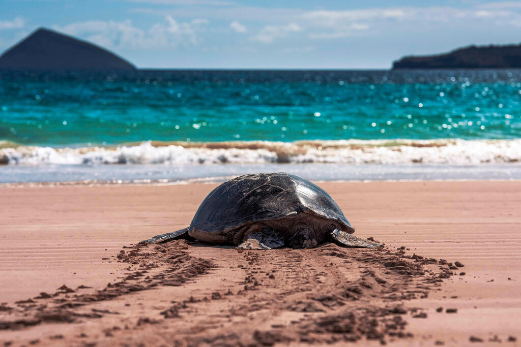 Galapagos Schildkröte