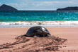 Galapagos Schildkröte
