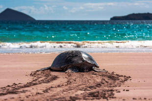 Galapagos Schildkröte