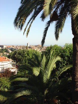 Palmen in der Cote d'Azur